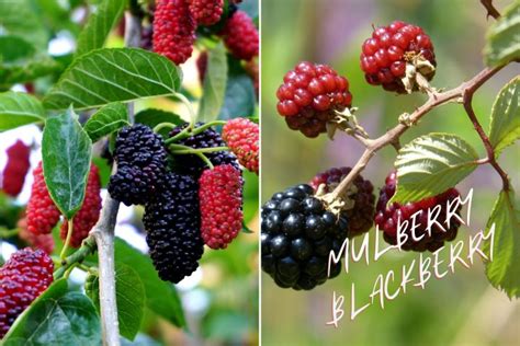 Mulberry vs Blackberry (3 Main Differences!) .